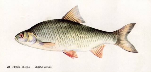 Naše ryby